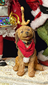 grinch1kl